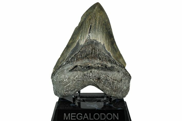 Serrated, Fossil Megalodon Tooth - North Carolina #319901
